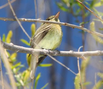 FLYCATCHER, PACIFIC-SLOPE (3-22-11) patagonia lake, scc, az -07