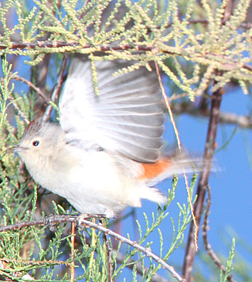 WARBLER, LUCY'S (3-17-11) sonoita creek state natural area, scc az -05