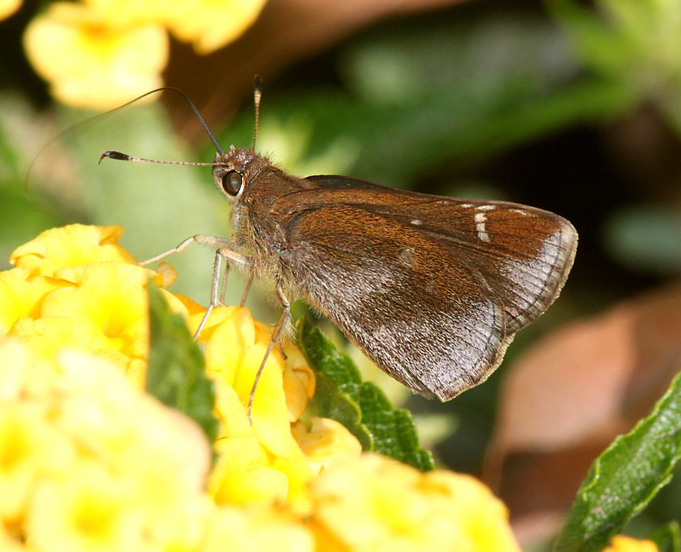 SKIPPER, CLOUDED (Lerema accius) (10-27-10) post office, patagonia, scc, az -01