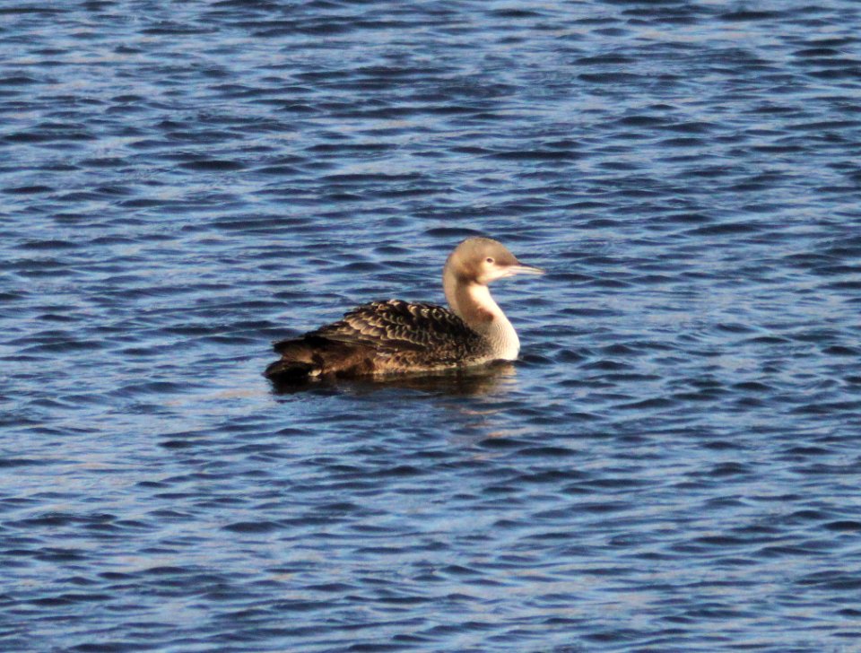 LOON, PACIFIC (10-26-10) patagonia lake state park, scc, az -01