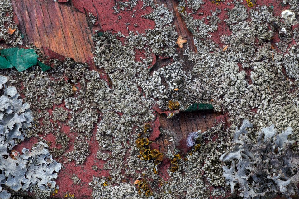 Structure weave old paint