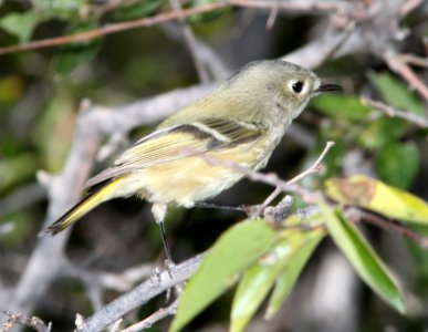 KINGLET, RUBY-CROWNED (11-3-10) west end, patagonia lake, scc.az -01