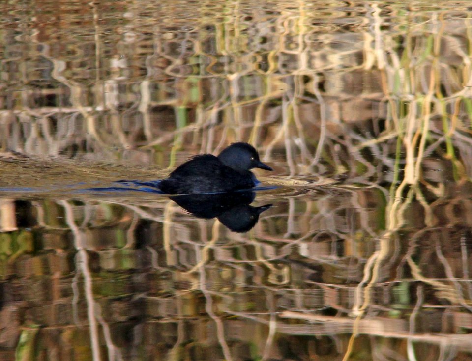 GREBE, LEAST (11-2-10) adult, pena blanca lake, scc, az -03