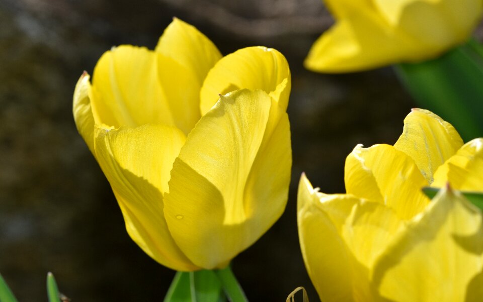 Bloom yellow yellow flower
