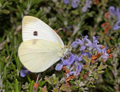 WHITE, CABBAGE (Pieris rapae) (8-20-10) fem, patagonia, scc, az -02