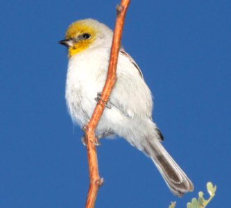VERDIN (10-28-10) kino springs, scc, az -02b