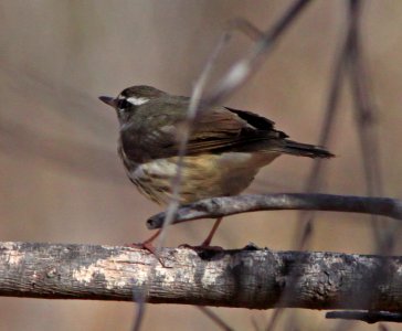 WATERTHRUSH, LOUISIANA (1-11-11) Sonoita Creeek, Patagonia Roadside Rest, scc, az -03b