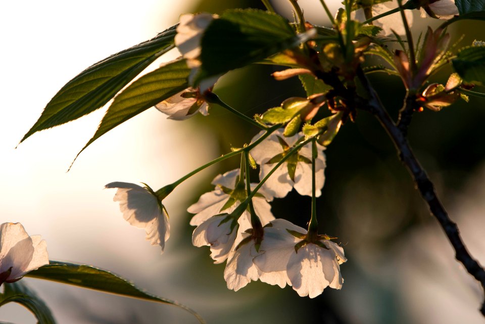 Sakura