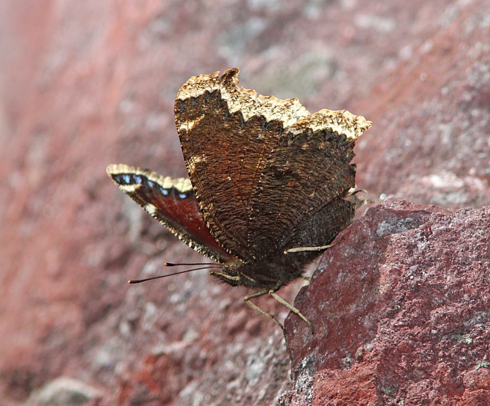 MOURNING CLOAK (Nymphalis antiopa) (3-7-11) pena blanca lake, scc, az -01