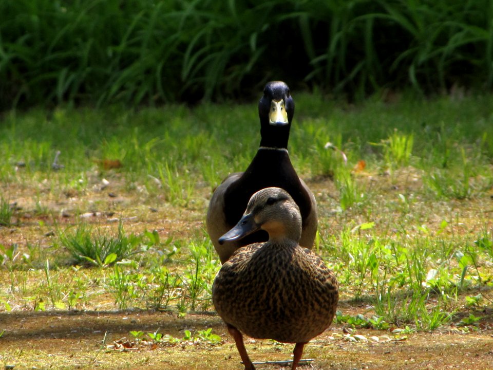 Wild Mallard Ducks