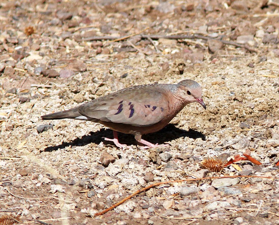 GROUND-DOVE, COMMON (3-16-11) sonoita creek state natural area, scc az -08