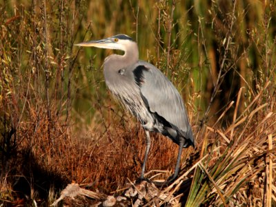 HERON, GREAT BLUE (12-6-01) patagonia lake, scc, az -03