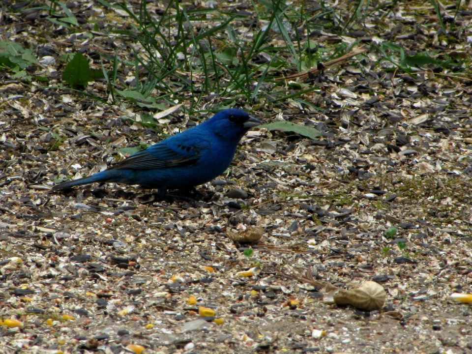 Indigo Bunting (male)