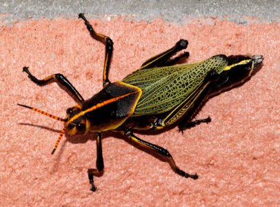 GRASSHOPPER, HORSE LUBBER (taeniopoda eques)  (10-2-10) 78 circulo montana, patagonia lake ranch estates, scc, az -01