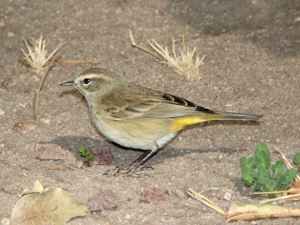 WARBLER, PALM (12-15-10) kino springs, scc, az -01
