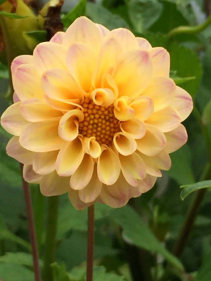 Nature beauty petals