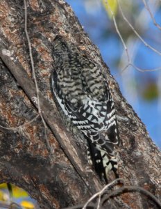 SAPSUCKER, YELLOW-BELLIED (11-17-10) juv, blue haven rd, patagonia, scc, az -16