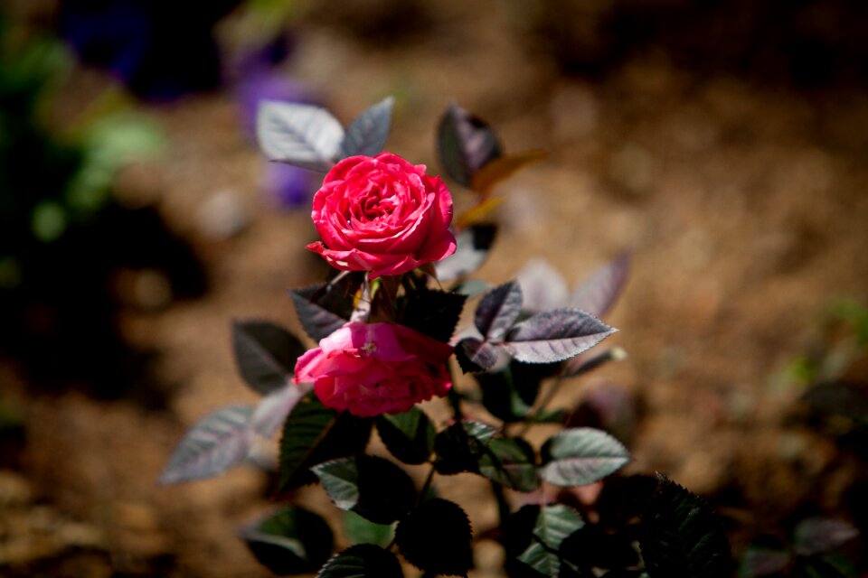 5dmark2 70-200mm flowers