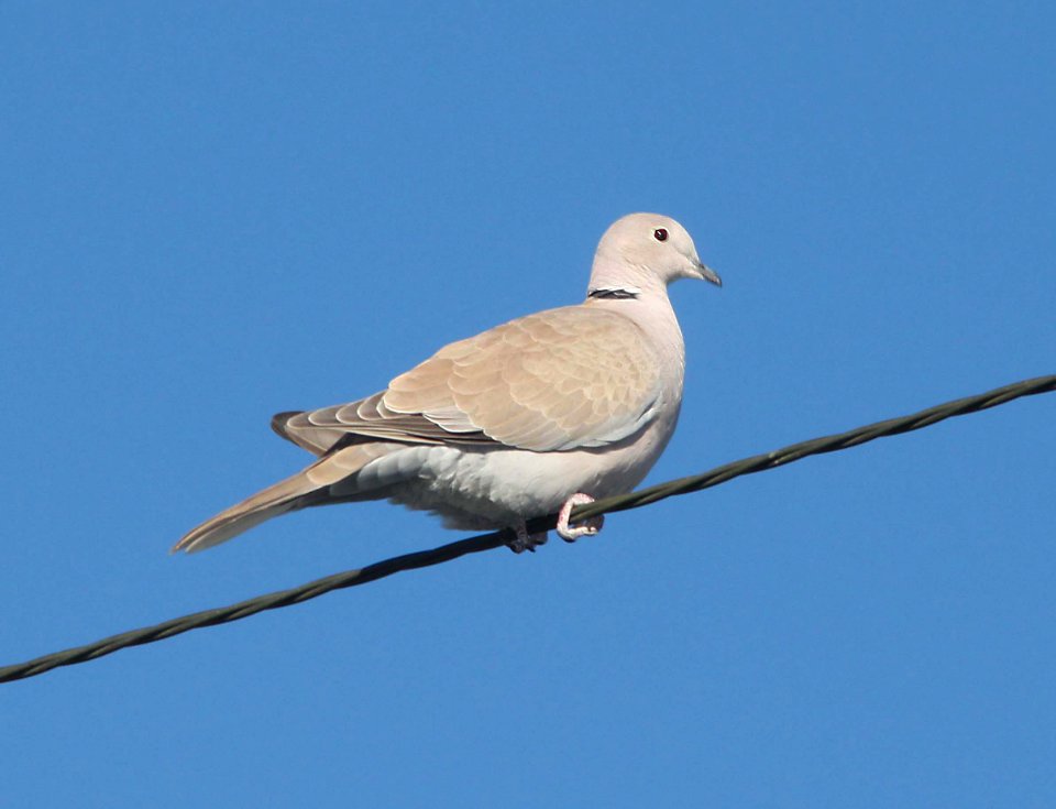 DOVE, EURASIAN COLLARED (10-9-10) kino springs, scc, az -01