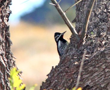 SAPSUCKER, WILLIAMSON'S (10-29-10) pena blanca lake, scc, az -01