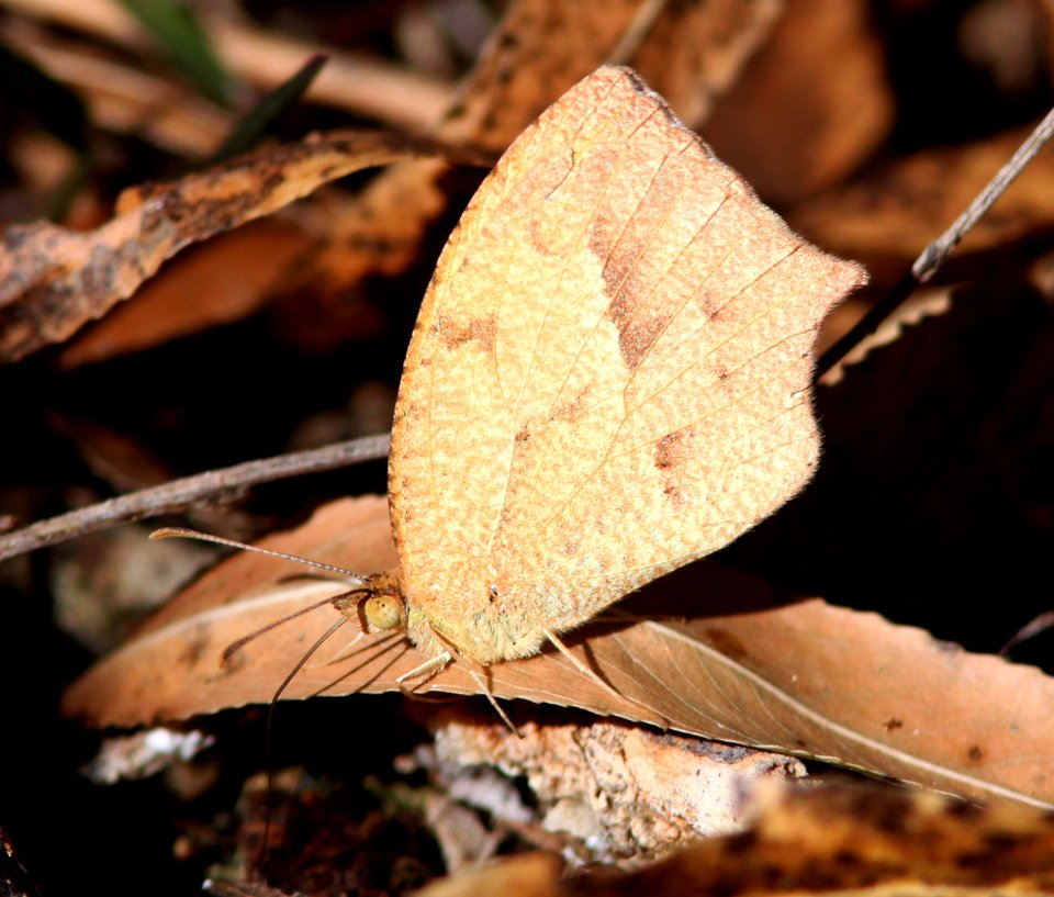 YELLOW, MEXICAN (Eurema mexicana) (11-24-10) patagonia lake, scc, az -01