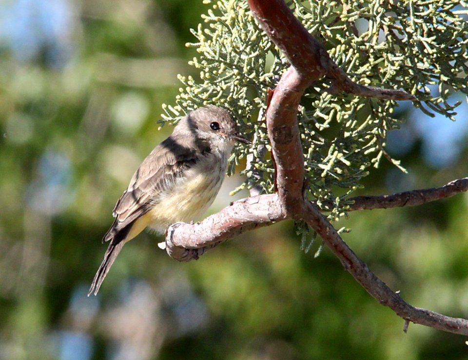 FLYCATCHER, VERMILLION (10-12-10) imm fem, kino springs, scc, az -08