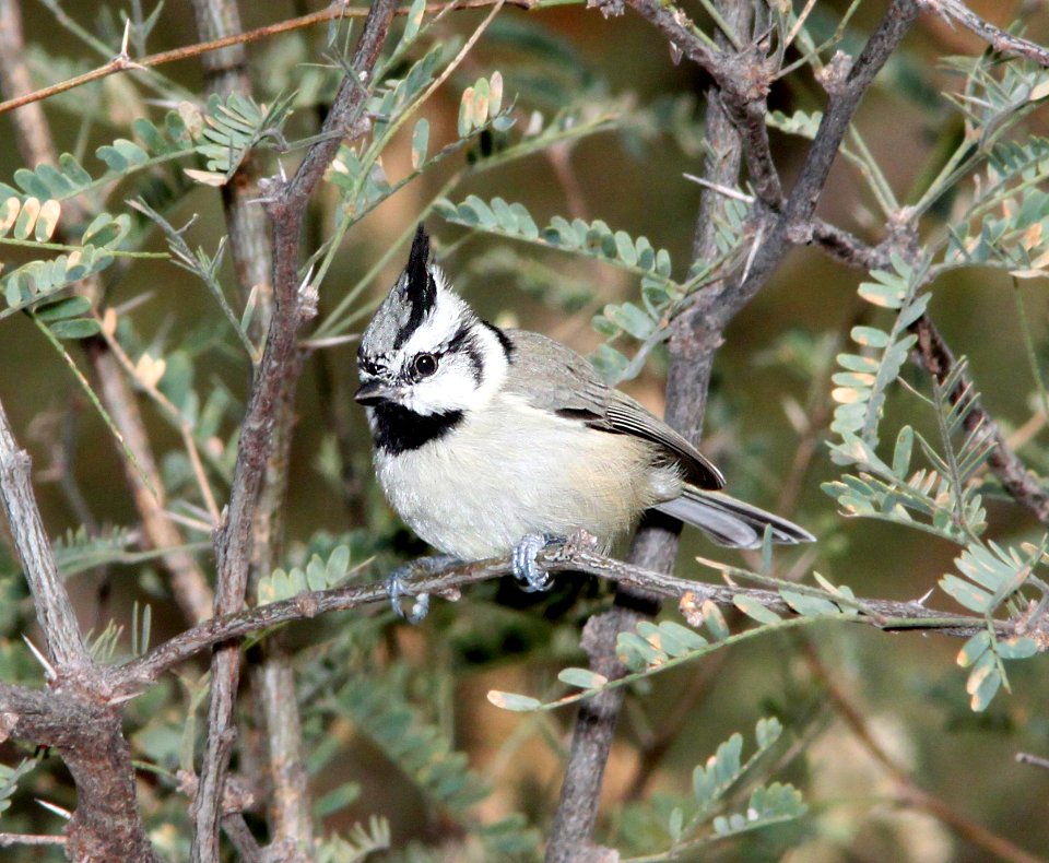TITMOUSE, BRIDLED (10-25-10) blue haven rd, patagonia, scc, az -01