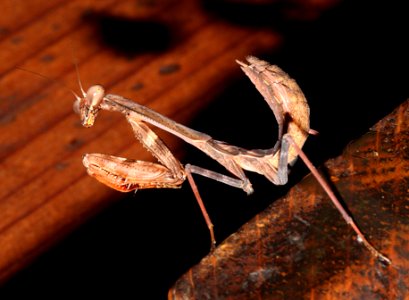 MANTID, sp (8-1-10) yard, west of patagonia, scc, az -01