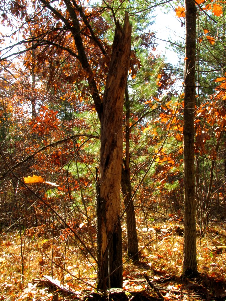 Fall Texture 957