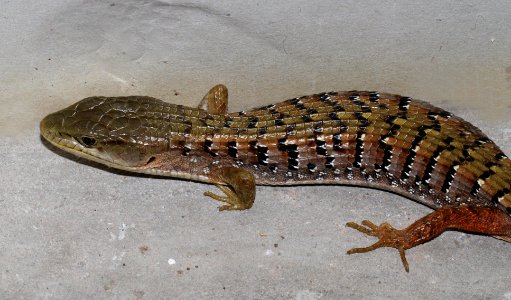 LIZARD, ALLIGATOR (Elegaria multicarinata) (6-22-10) canet rd, morro bay, slo co,CA -2