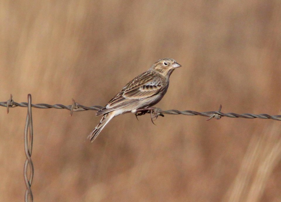 LONGSPUR, CHESTNUT-COLLARED (12-5-10) san rafael grasslands, scc, az -12 imm