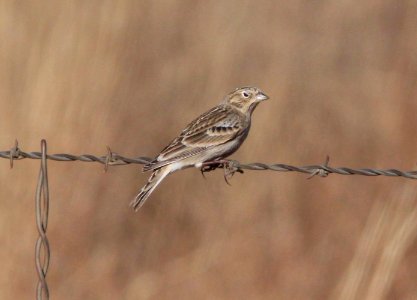 LONGSPUR, CHESTNUT-COLLARED (12-5-10) san rafael grasslands, scc, az -12 imm