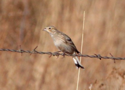 LONGSPUR, CHESTNUT-COLLARED (12-5-10) san rafael grasslands, scc, az -11 imm