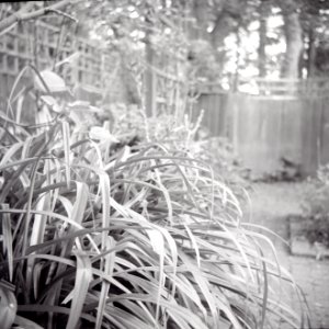 Kodak 66 Experiment