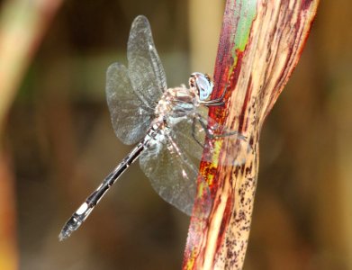 CLUBSKIMMER, PALE-FACED (Brechmorhoga mendax) (10-6-10) patagonia-sonoita creek preserve, scc, az -01