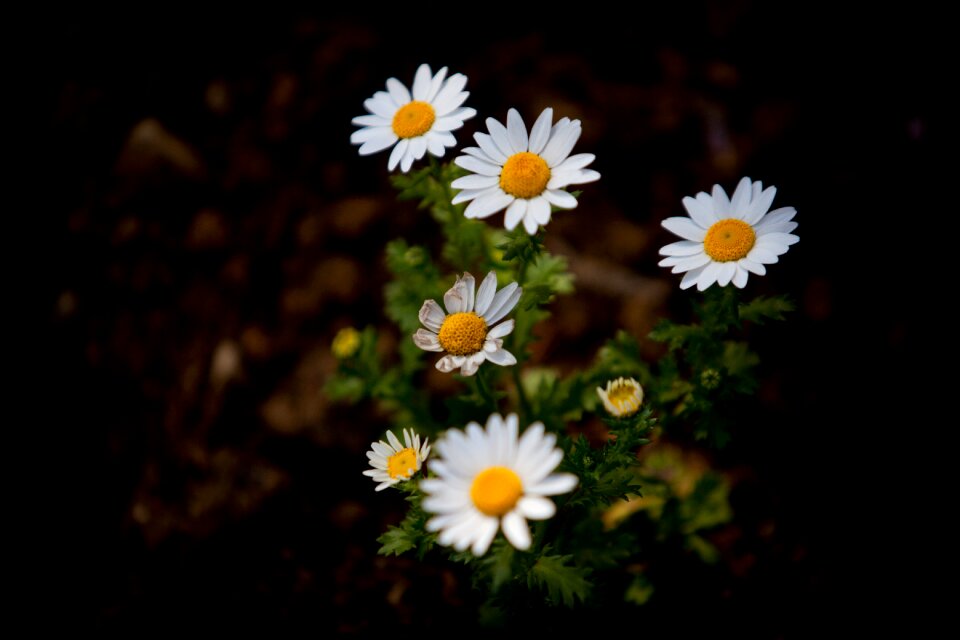 5dmark2 70-200mm flowers