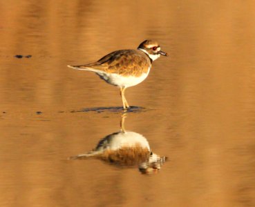 KILLDEER (9-29-10) patagonia lake state park, scc, az -01