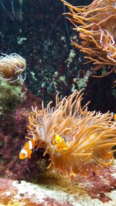 Underwater aquarium creature