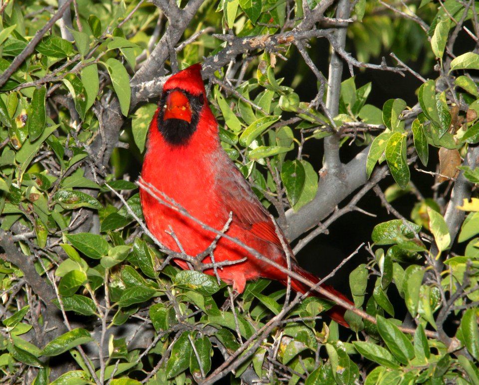 CARDINAL, NORTHERN (10-29-10) pena blanca lake, scc, az -02