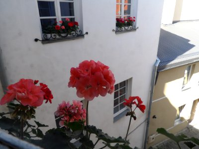 Windowsill Flowers