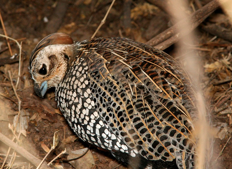 QUAIL, MONTEZUMA (1-21-09) patagonia, az -03