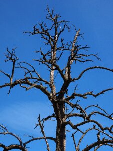 Waldsterben pear fruit tree