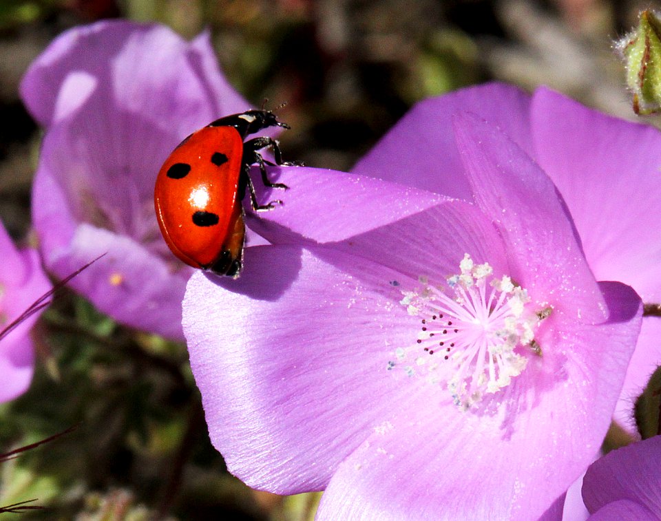 BUG on a flower (4-23-10) carrizo -01