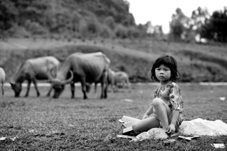 Chăn trâu