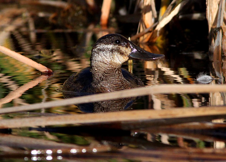DUCK, RUDDY (12-6-01) patagonia lake, scc, az -01