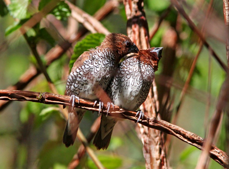 SCALY-BREASTED MUNIA / NUTMEG MANNIKIN (4-30-10) san luis obispo, slo co, ca -13