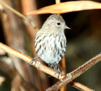 SISKIN, PINE (12-1-10) paton's, patagonia, scc, az -01