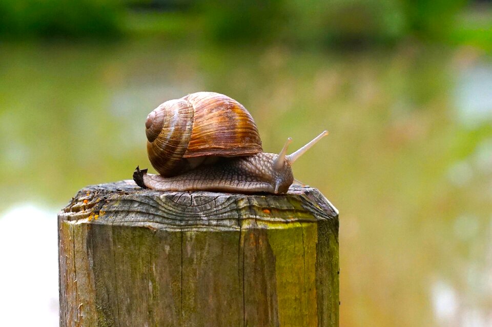 Snail wood wood pile