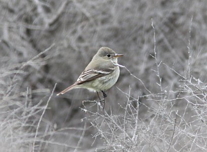 FLYCATCHER, GRAY (4-22-10) vis center, Carizzo PNM -05