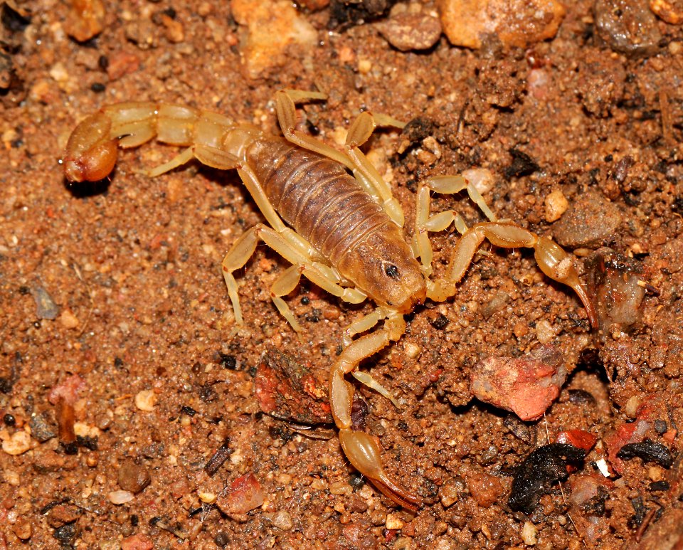 SCORPION, sp (10-2-10) 78 circulo montana, patagonia lake ranch estates, scc, az -01